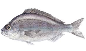 SEA BREAM